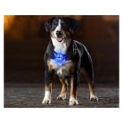 Svítící přívěsek LED na obojek