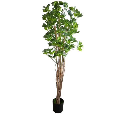 180 cm-ová rostlina Schefflera chinensis v květináči