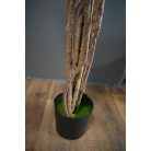 180 cm-ová rostlina Schefflera chinensis v květináči