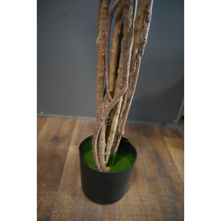 180 cm-ová rostlina Schefflera chinensis v květináči