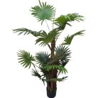 Virginia mimořádně krásná palma v květináči - 150 cm