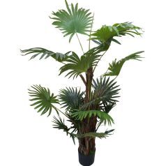 Virginia mimořádně krásná palma v květináči - 150 cm