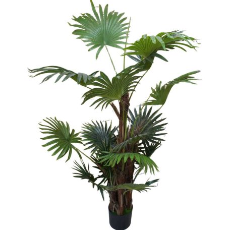 Virginia mimořádně krásná palma v květináči - 150 cm