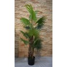 Virginia mimořádně krásná palma v květináči - 150 cm