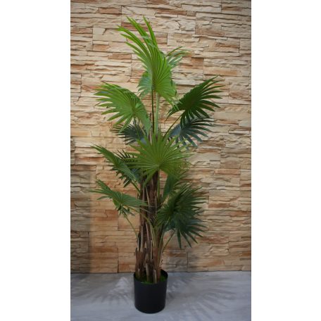 Virginia mimořádně krásná palma v květináči - 150 cm