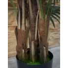 Virginia mimořádně krásná palma v květináči - 150 cm