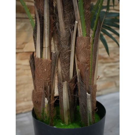 Virginia mimořádně krásná palma v květináči - 150 cm