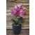 33 cm-ový umělý Phalaenopsis v květináči