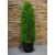Výjimečně krásná umělá túja v květináči - 85 cm x 25 cm