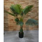 Esperanza výjimečně krásná palma v květináči - 100 cm