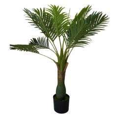   Esperanza výjimečně krásná palma v květináči - 100 cm